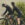 Jaegher Peleton De Paris Ascenders