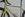 Ascender yellow frame frog