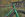 Jaegher Hurricane lizzard roodblauwgroen Kyle Bailey 001 11